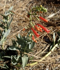 Penstemon centranthifolius