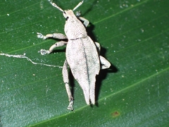 Elytrurus caudatus