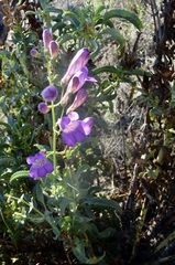 Penstemon spectabilis