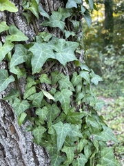 Hedera