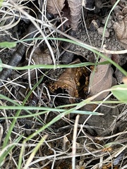 Acanthomyops
