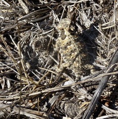 Phrynosoma blainvillii