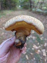 Caloboletus radicans