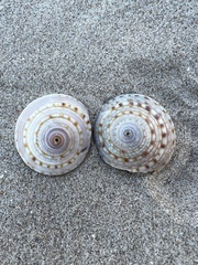 Architectonica nobilis
