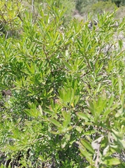 Heimia salicifolia
