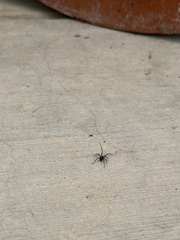 Latrodectus hesperus
