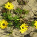 Ursinia chrysanthemoides - Photo no hay derechos reservados, subido por Di Turner