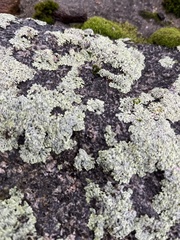 Flavoparmelia baltimorensis