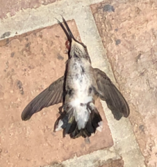 Archilochus alexandri