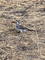 Tockus erythrorhynchus