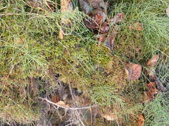 Chiloscyphus polyanthos