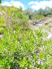 Heimia salicifolia
