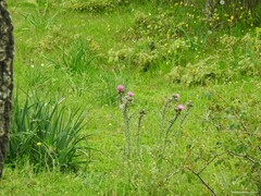 Asphodelus albus