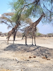 Giraffa camelopardalis tippelskirchi