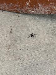 Latrodectus hesperus