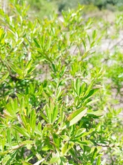 Heimia salicifolia