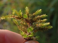 Climacium dendroides