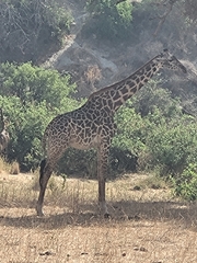 Giraffa camelopardalis tippelskirchi