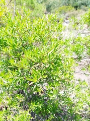 Heimia salicifolia