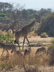 Giraffa camelopardalis tippelskirchi