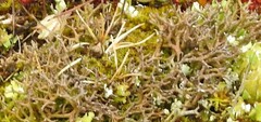 Cladonia rangiformis
