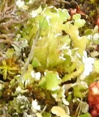 Cladonia foliacea