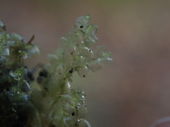 Chiloscyphus polyanthos