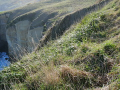 Anthoxanthum redolens