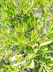 Heimia salicifolia