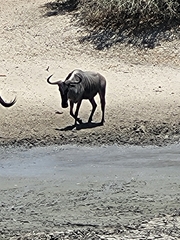Connochaetes taurinus albojubatus