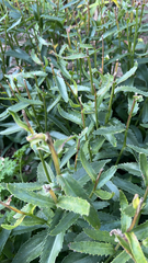 Leucanthemum maximum