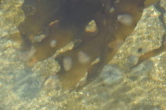 Membranipora membranacea