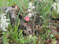 Geranium molle