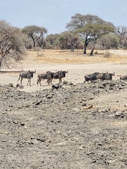 Connochaetes taurinus albojubatus