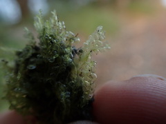 Chiloscyphus polyanthos