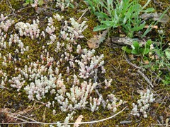 Sedum pedicellatum