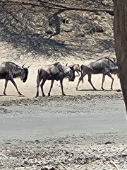 Connochaetes taurinus albojubatus