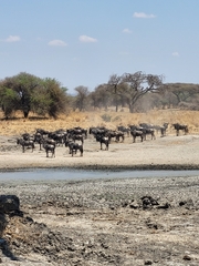 Connochaetes taurinus albojubatus