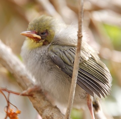 Zosterops virens capensis