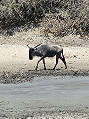 Connochaetes taurinus albojubatus