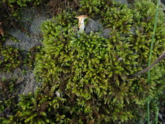 Climacium dendroides