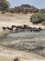 Connochaetes taurinus albojubatus