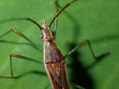 Stenocoris