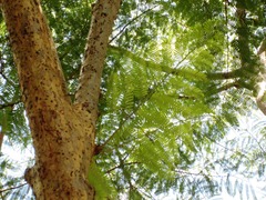 Peltophorum pterocarpum