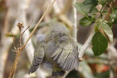 Zosterops virens capensis