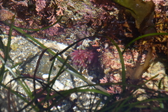 Urticina clandestina