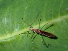 Stenocoris