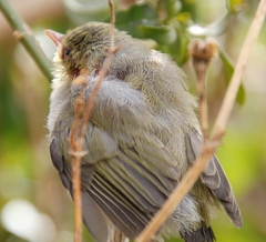 Zosterops virens capensis