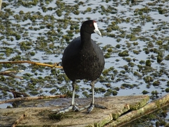 Fulica cristata