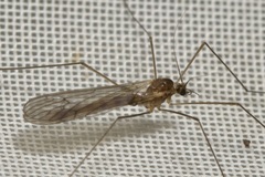 Trichocera annulata